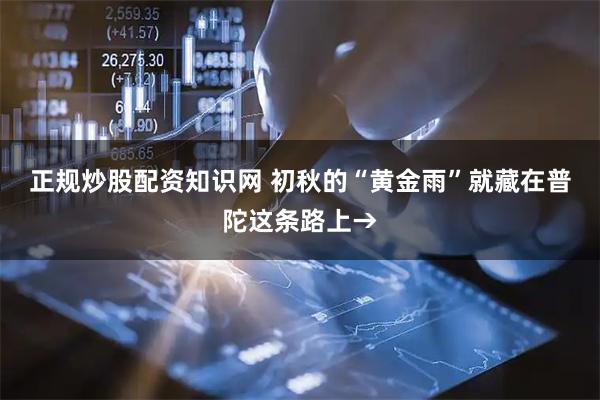 正规炒股配资知识网 初秋的“黄金雨”就藏在普陀这条路上→